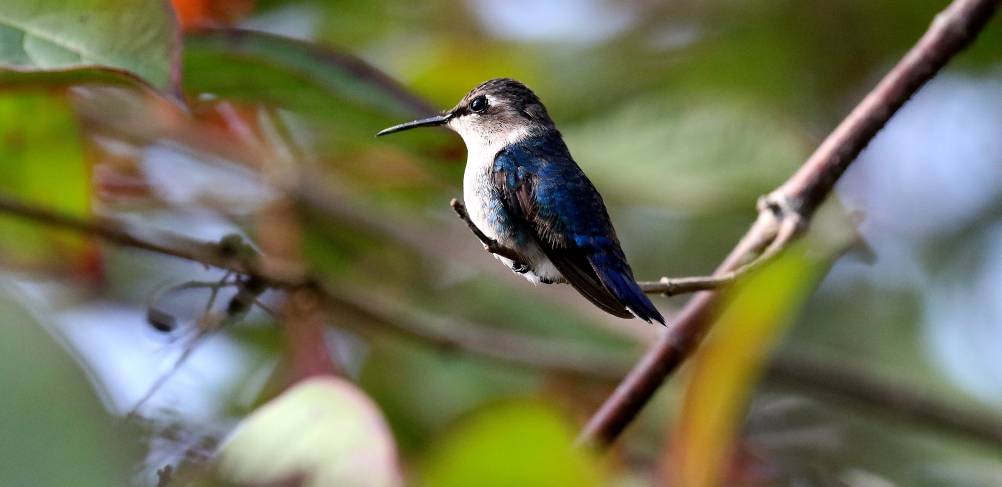 about-hummingbird