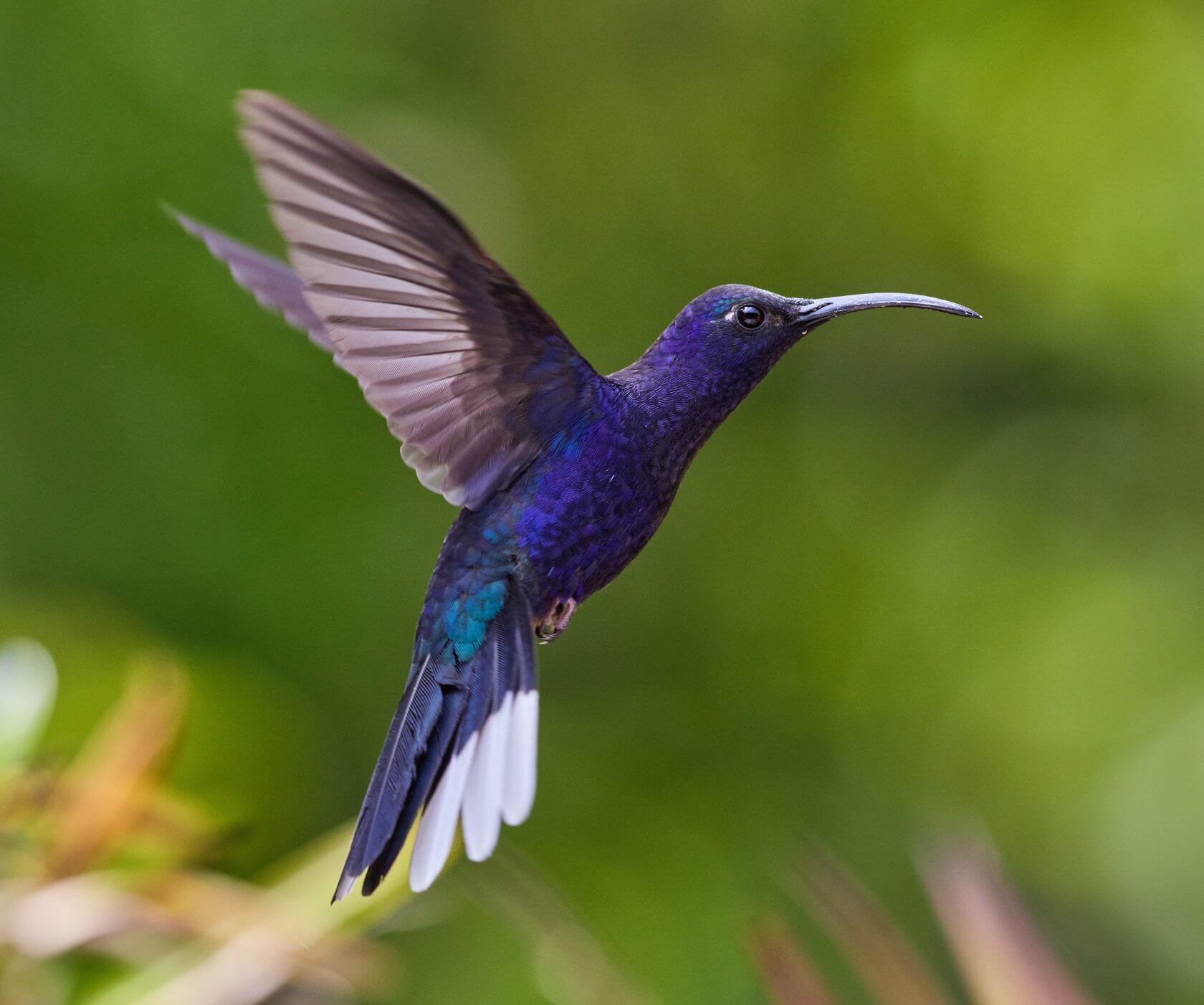 violet-sabrewing